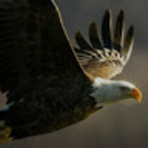 Meet your Posher, Avrumie